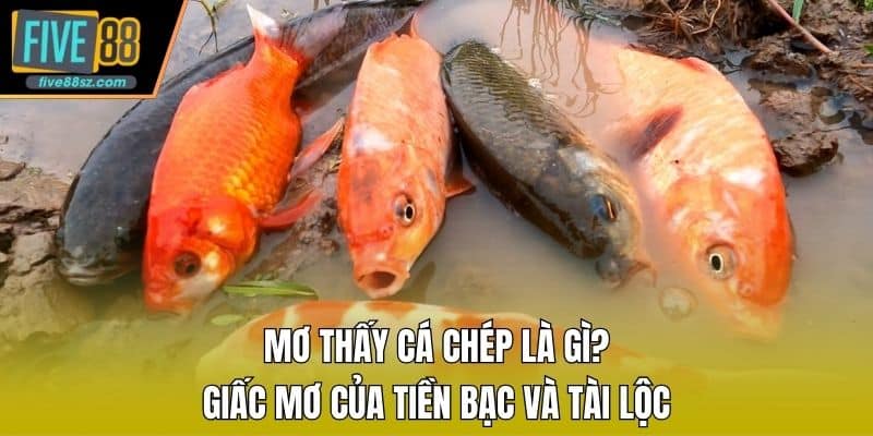 Mơ Thấy Cá Chép Là Gì? Giấc Mơ Của Tiền Bạc Và Tài Lộc